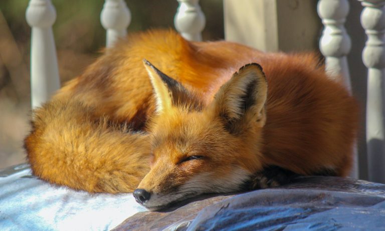 Fennec Fox Pet: History, Appearance, Lifespan, Care