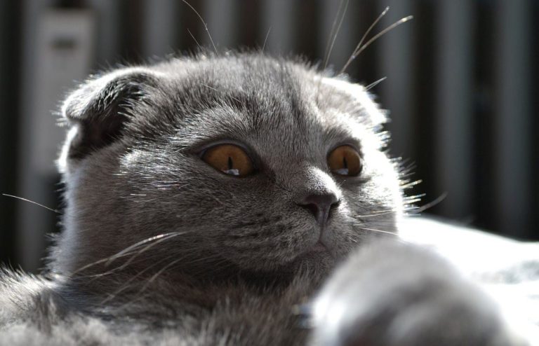 8 Things Every Scottish Fold Munchkin Cat Owner Should Know