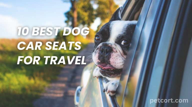 10 Best Dog Car Seats for Travel