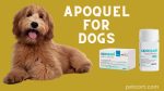 What is Apoquel for dogs and how does it help dogs?