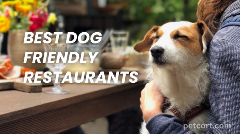 Best Dog Friendly Restaurants Near You