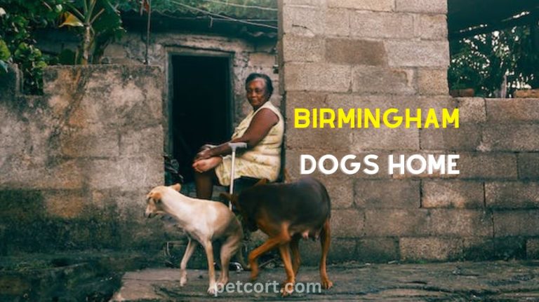 How does Birmingham Dogs Home Help Dogs in Need?