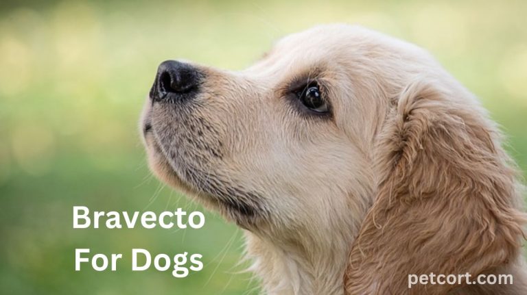How to Get Best Bravecto for Dogs?