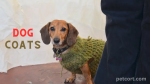 How Can a Dog Coats Help in Cold Weather?