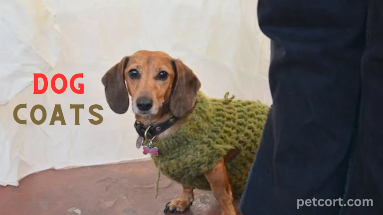 How Can a Dog Coats Help in Cold Weather?