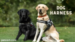 What is a dog harness used for?