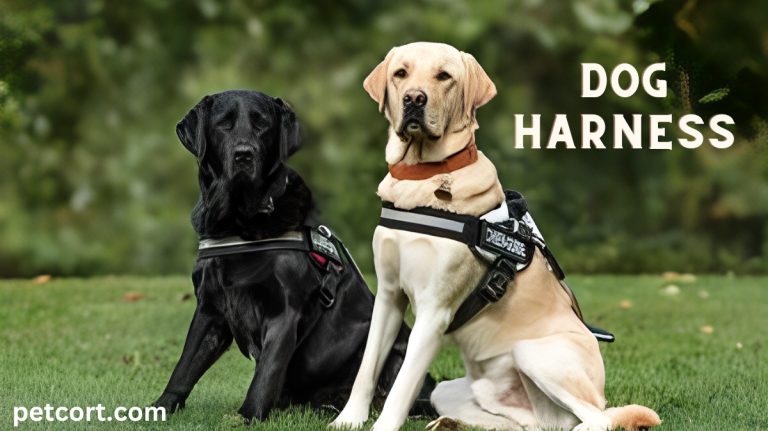 What is a dog harness used for?