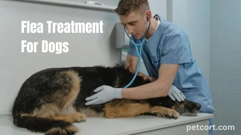 Flea Treatment for Dogs | Flea Prevention