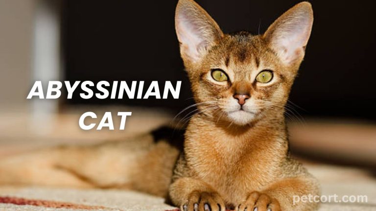 Abyssinian Cat Breed – Petcort