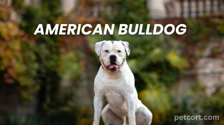 American Bulldog Dog Breed Info