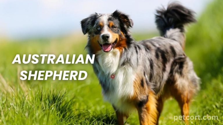 Australian Shepherd: Fun and Friendly Pet