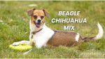 Beagle Chihuahua Mix – Petcort