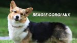 Beagle Corgi Mix: Clever and Lively Crossbreed