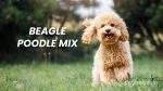 Beagle Poodle Mix: Clever and Cuddly Family Hybrid