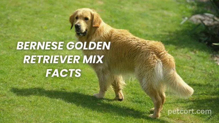 Bernese Golden Retriever Mix Facts
