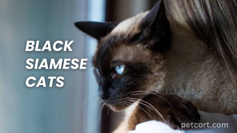 Black Siamese Cats: In Striking Feline Friend