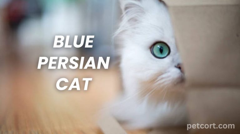 Blue Persian Cat: History and Personality