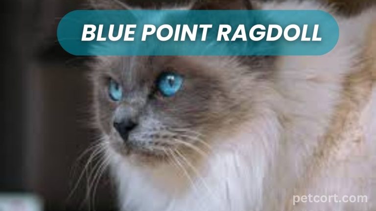 Blue Point Ragdoll Cat Breed
