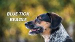 Blue Tick Beagle Dog Breed