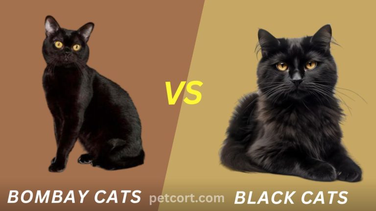 Bombay Cats vs Black Cats