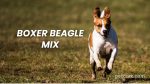 Boxer Beagle Mix: Breed Information and Facts