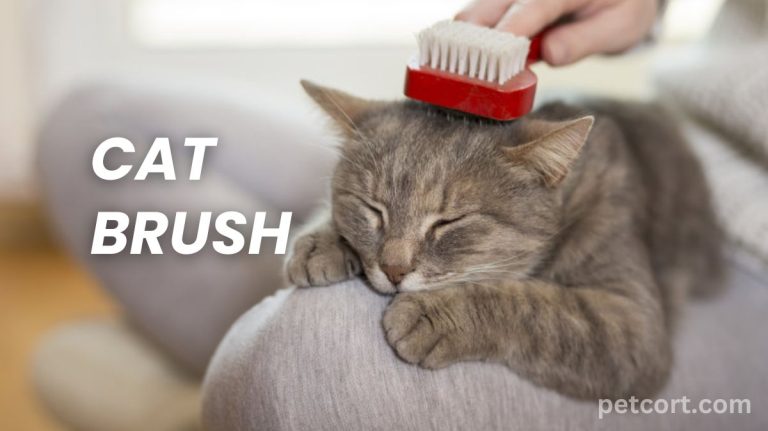 Best 10 Cat Brush: You Need to Know About!