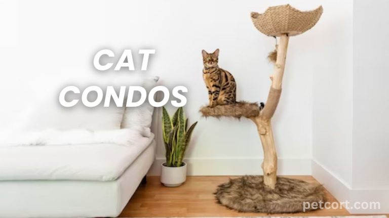 10 Best Cat Condos for Spoiled Kitties