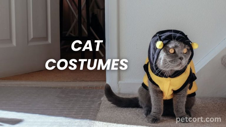 20 Adorable Cat Costumes for Halloween