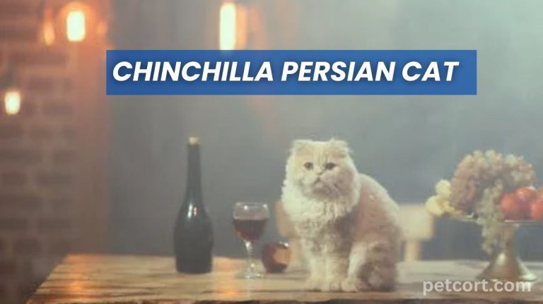 Chinchilla Persian Cat: Soft, Silky, Fun Kitties