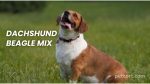 Dachshund Beagle Mix Facts -Petcort