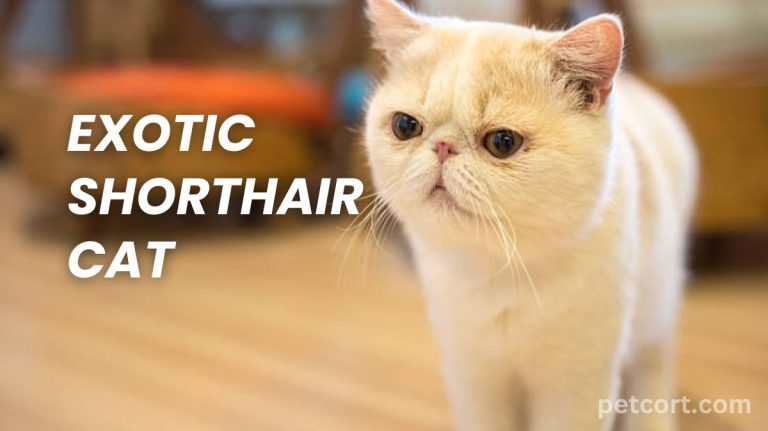 Exotic Shorthair Cats Breed Info
