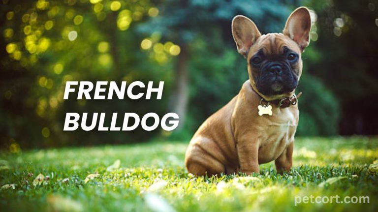 French Bulldog: Affectionate and Playful Companion