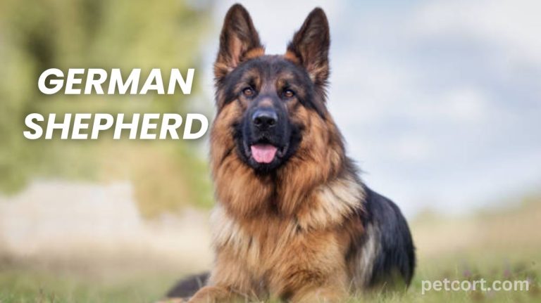 German Shepherd Dog Breed Info