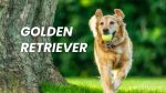Golden Retriever Dog Breed Info