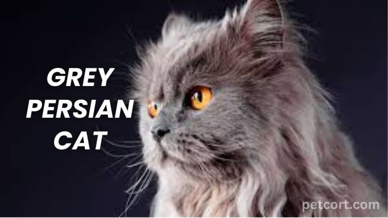 Grey Persian Cat: Origin & History