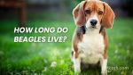 How Long Do Beagles Live?