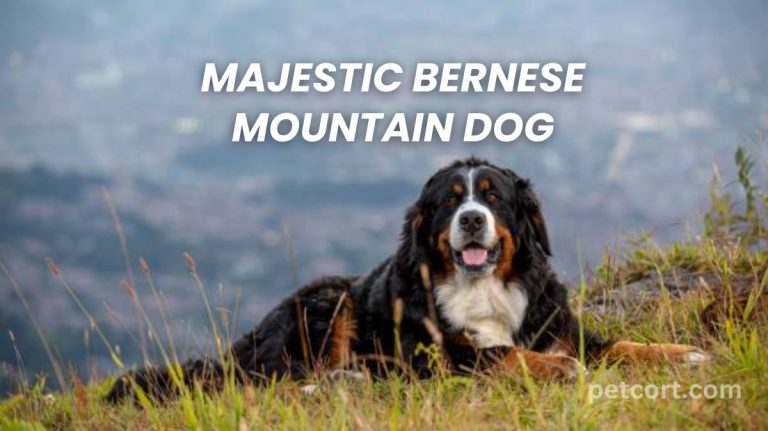 Majestic Bernese Mountain Dog
