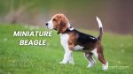 Miniature Beagle Dog Breed Information