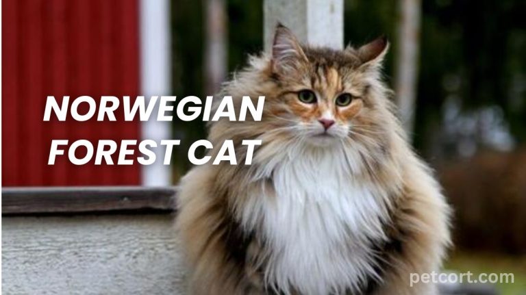 Norwegian Forest Cat Breed Info