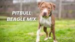 Pitbull Beagle Mix: An Affectionate, Energetic Crossbreed