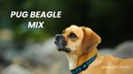 Pug Beagle Mix: An Owner’s Guide