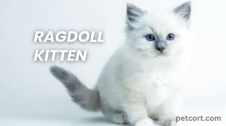 Ragdoll Kitten: Soft, Sweet, and Playful!