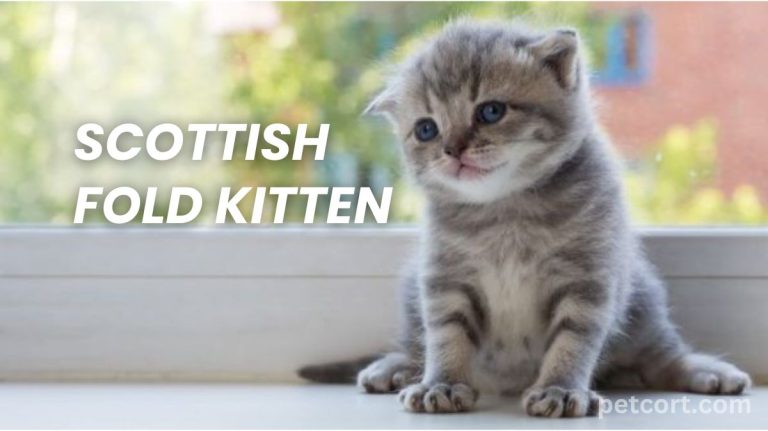 Scottish Fold Kitten Breed Info – Petcort
