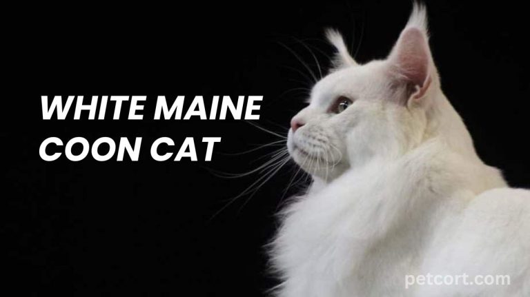 White Maine Coon Cat Breed Info – Petcort