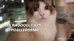 Are Ragdoll Cats Hypoallergenic?