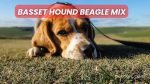 Basset Hound Beagle Mix: Charming and Curious