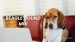 Beagle Hound Mix: A Loyal and Energetic