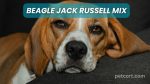 Beagle Jack Russell Mix: Combination of Energy and Affection