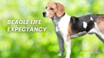 Beagle Life Expectancy: A Comprehensive Guide