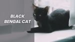 Black Bengal Cat: A Comprehensive Guide